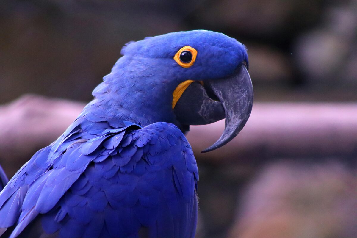 Detailed shot of a stunning hyacinth macaw showcasing its vivid blue plumage and distinctive beak.